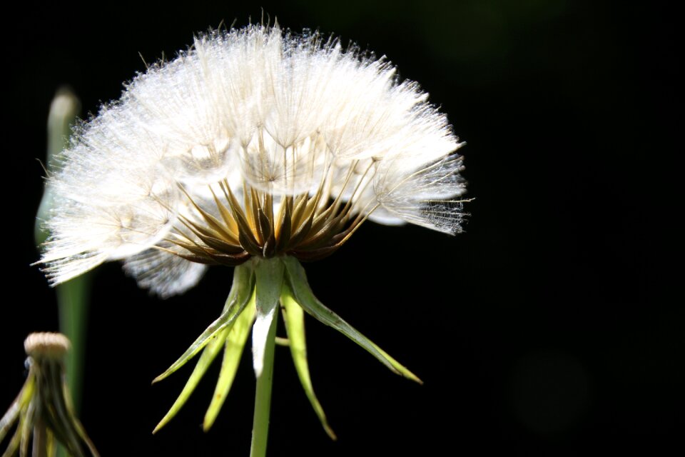 Screens plant dandelion