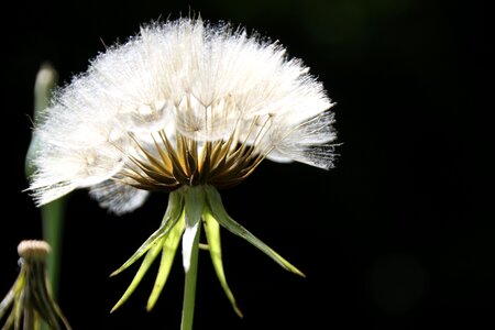 Screens plant dandelion