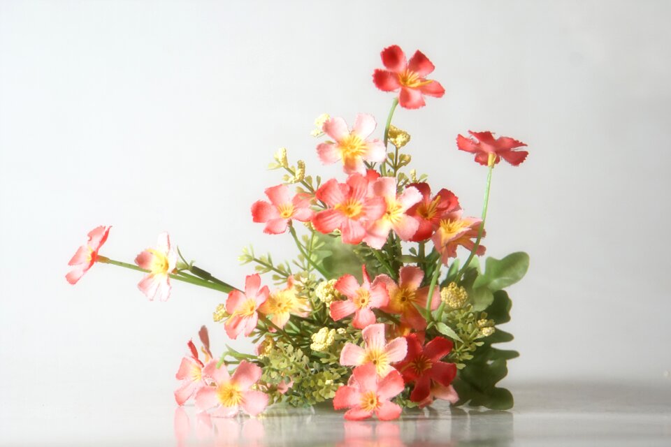 Still life flower photography