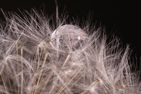 Dandelion seeds flora macro photo