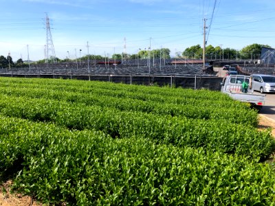 Nishio-Tea-3