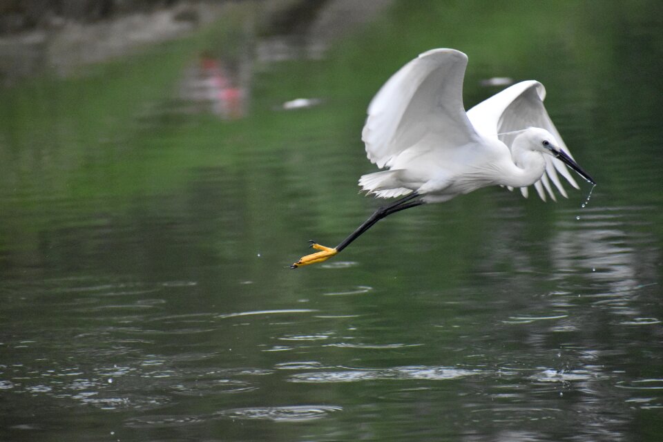 White bird huge wings green birds
