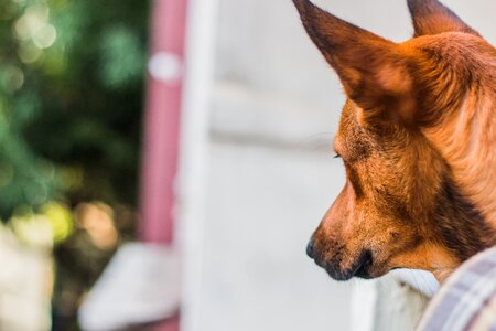 Pet puppy cute