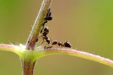Aphid green macro photography