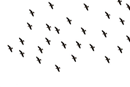 Bird flight in flight freedom photo