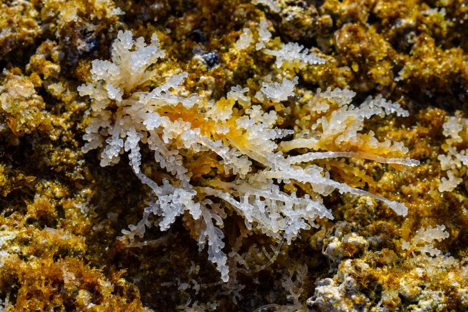 Nature sea wildlife