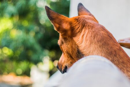 Pet puppy cute