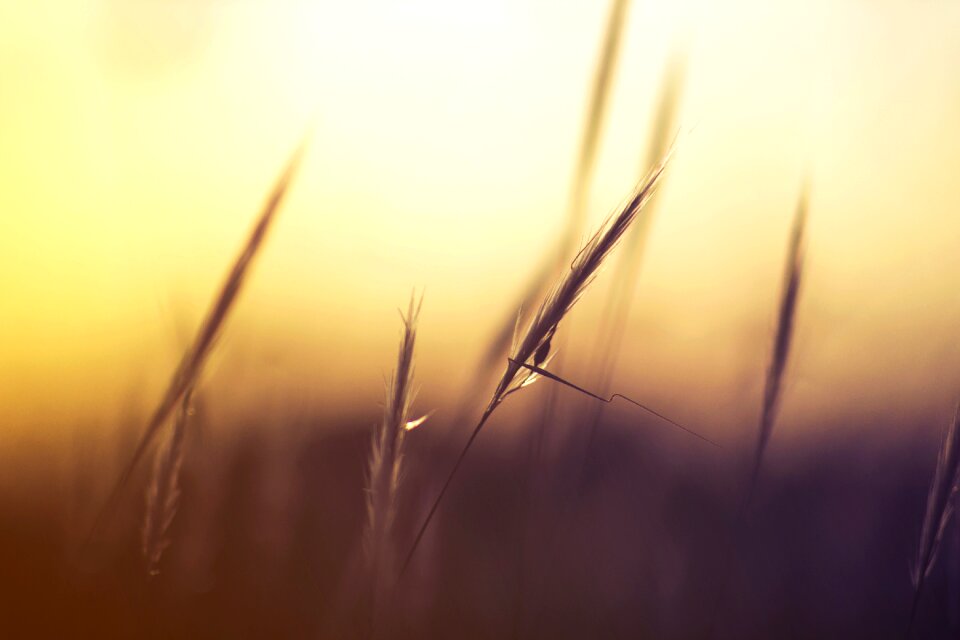 Macro nature wheat