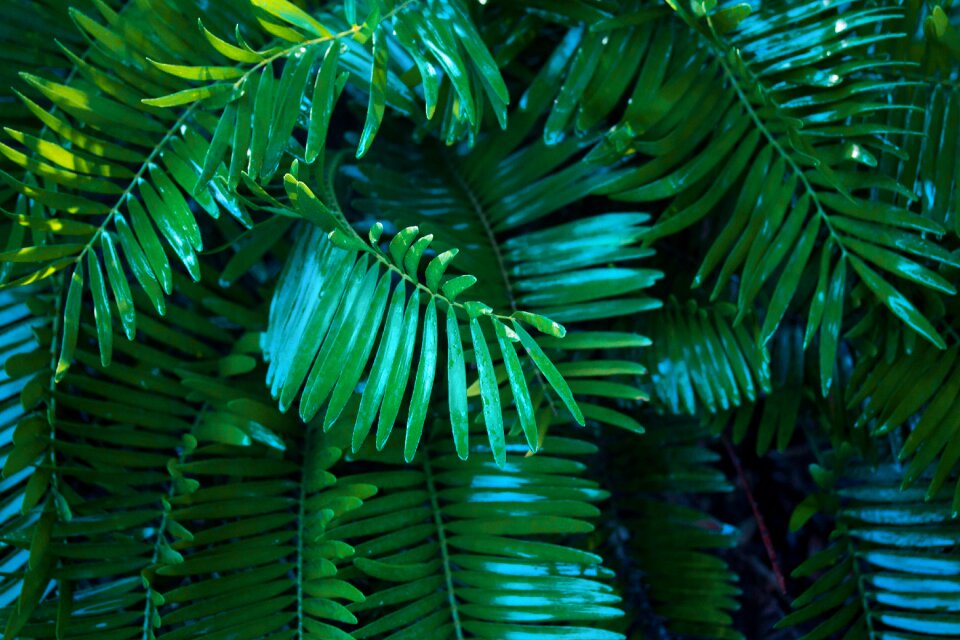 Outdoors park plant