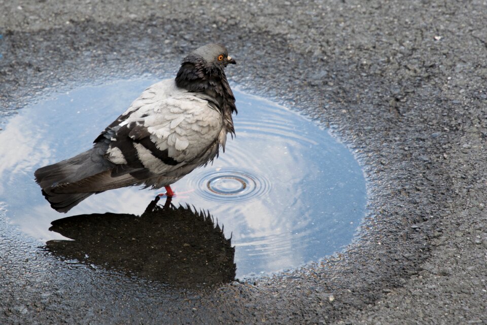 Paloma asphalt water