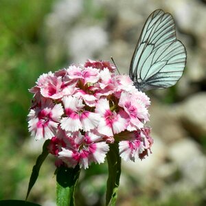 Flower butterfly summer photo