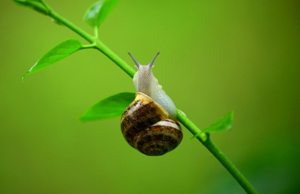 Gastropod leaves macro