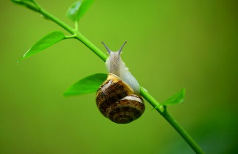 Gastropod leaves macro