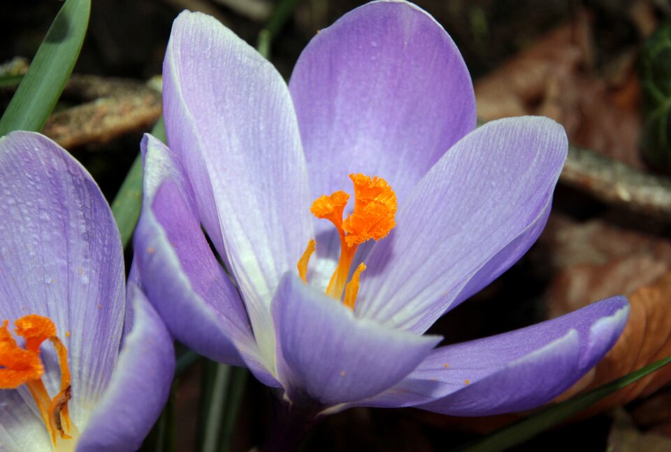 Early bloomer spring flower plant photo