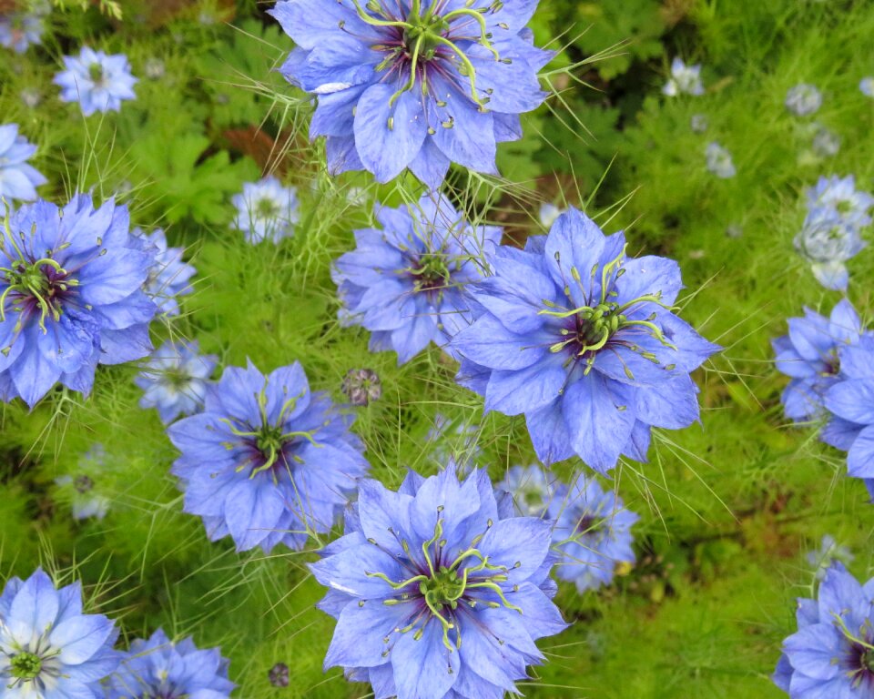 Floral garden summer