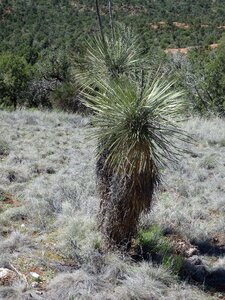 Desert winter gray desert