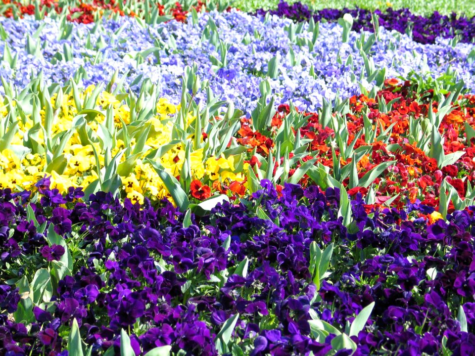 Colorful flowers red