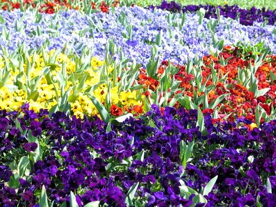 Colorful flowers red photo