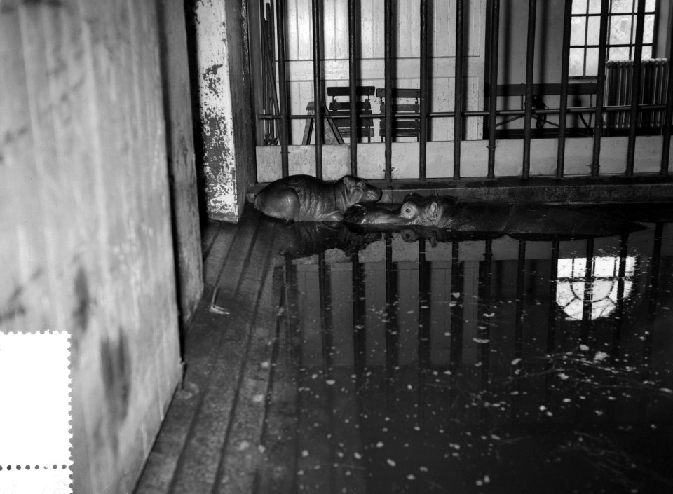Nijlpaardje geboren in Artis 80 pond, Bestanddeelnr 934-7170