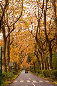 Trees road trafic