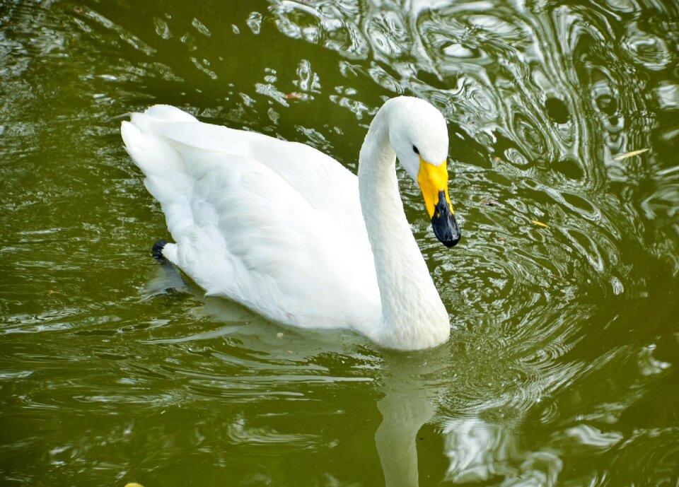 Pond animal fauna