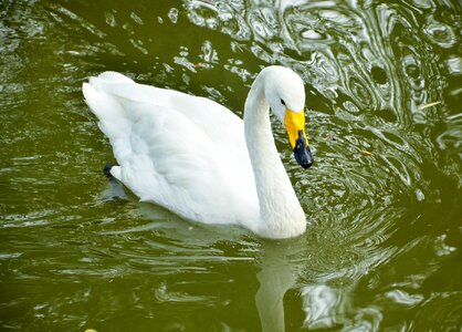 Pond animal fauna