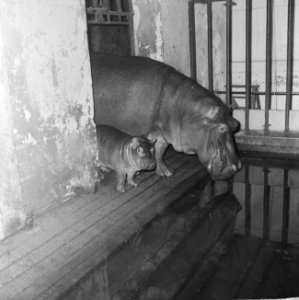 Nijlpaard in Artis geboren Moeder en jong, Bestanddeelnr 915-5588