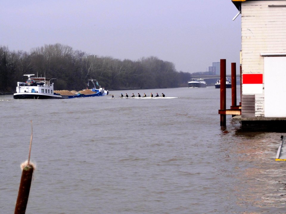 Nijmegen, roeiers-acht bij Phocas botenhuis tussen druk scheepvaartverkeer