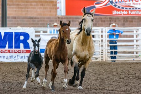 Foal horses race photo