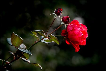 Love red plant