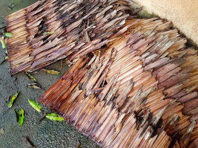 Nipa thatching (Nypa fruticans), Philippines