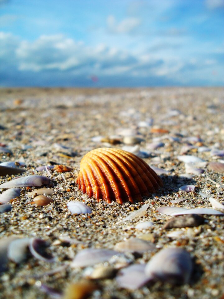 Shell sand sea
