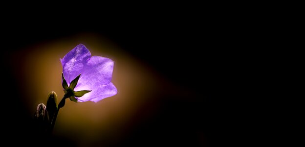 Purple blossom bloom