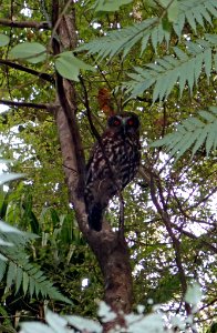 Ninox novaeseelandiae novaeseelandiae