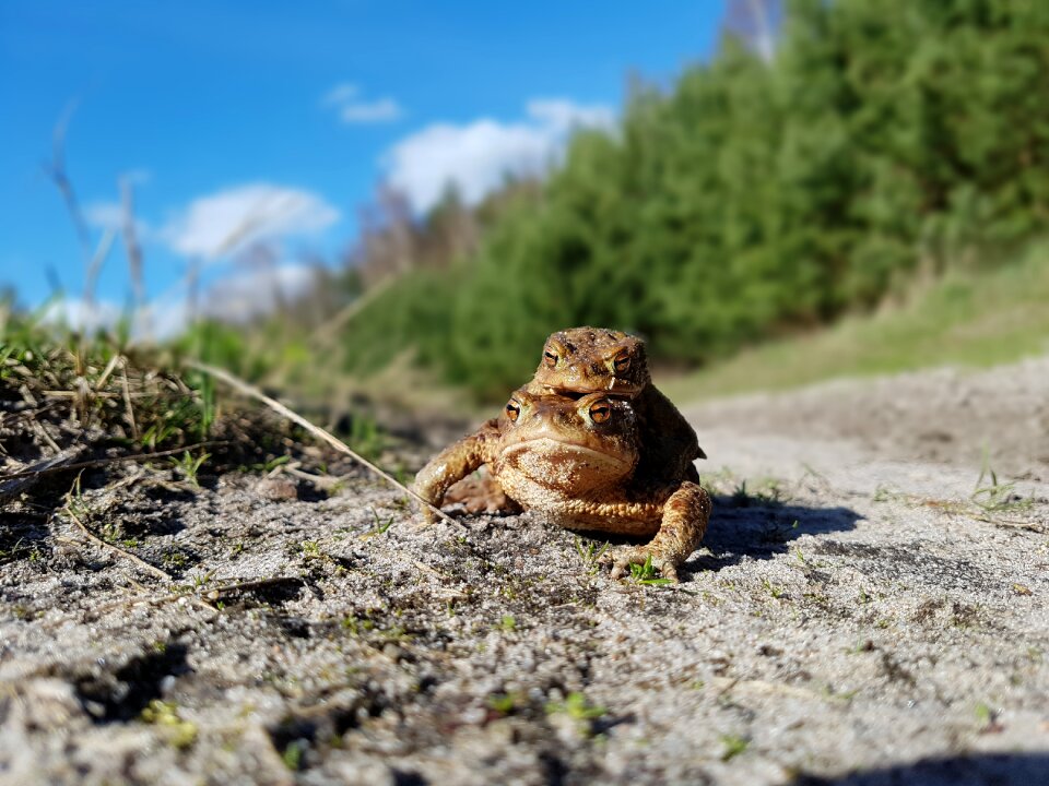 The frog frogs a toad