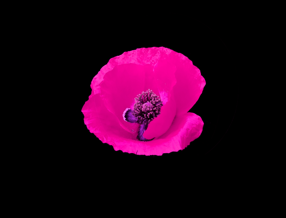 Black background elegant bloom