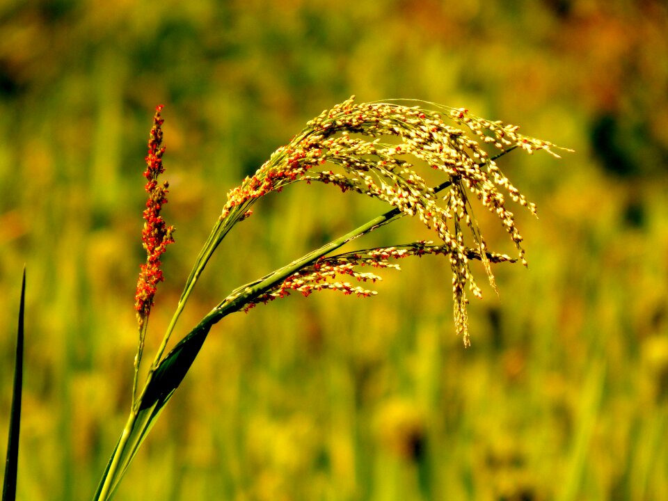 Fields green plant