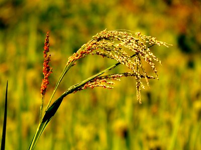 Fields green plant