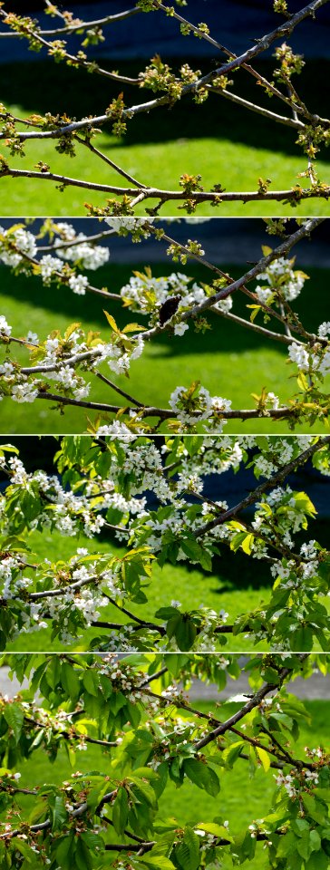 Nine days of cherry blossoms
