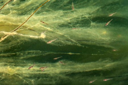 Ninespine sticklebacks among seaweed in Gullmarsfjorden 4 photo