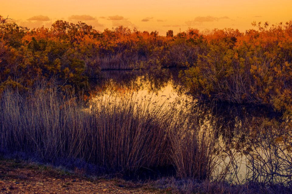 Environment colors hydrophytic vegetation