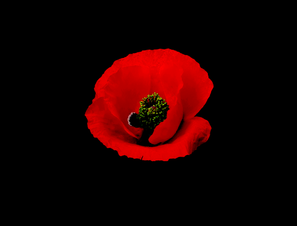 Black background elegant bloom