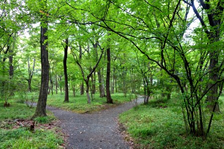 Ninomaru Grove, East Gardens of the Imperial Palace - Tokyo, Japan - DSC09017