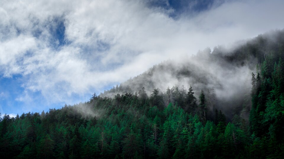 Fog forest haze photo