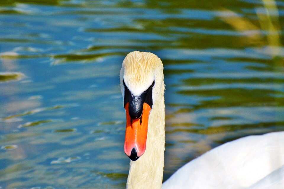 Animal white schwimmvogel