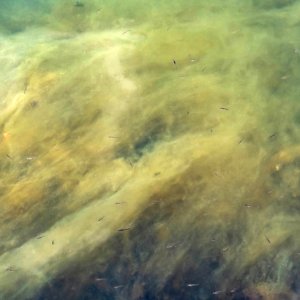 Ninespine sticklebacks among seaweed in Gullmarsfjorden 1 photo