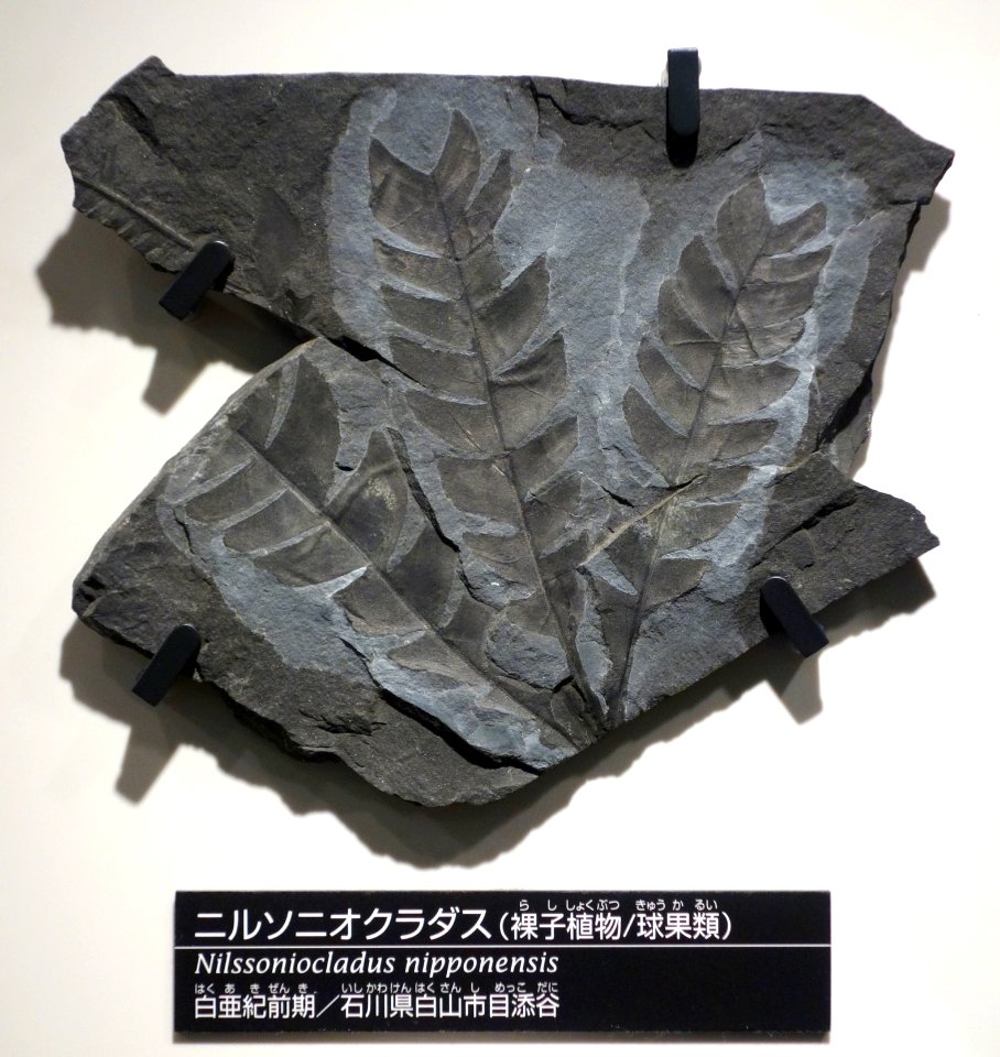 Nilssoniocladus nipponensis - National Museum of Nature and Science, Tokyo - DSC07003
