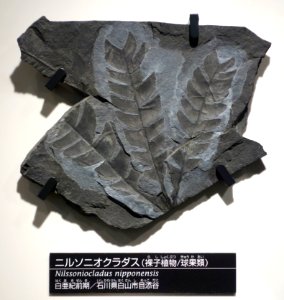 Nilssoniocladus nipponensis - National Museum of Nature and Science, Tokyo - DSC07003