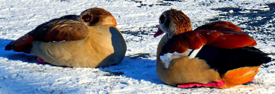 Nilganspärchen auf Schnee
