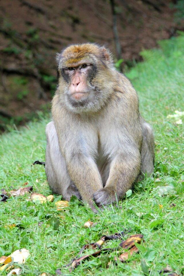 Capuchins forest nature